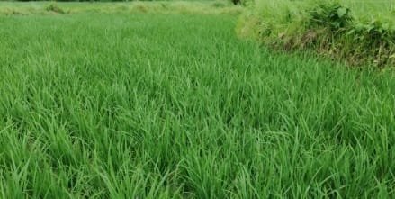 Bangla Shasya Bima Yojana