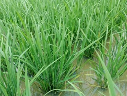 Bangla Shasya Bima Yojana