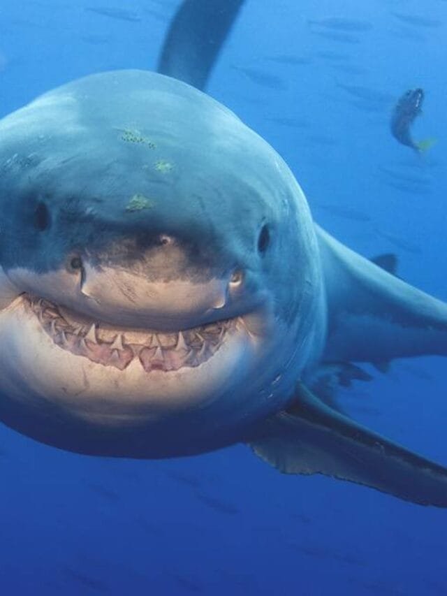 Sharks are older than trees