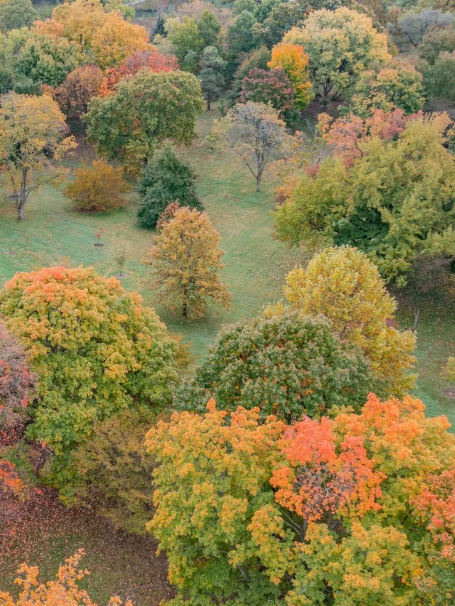 Earth Has More Trees Than Stars in the Milky Way